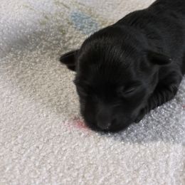 Xylina - Black female Havanese puppy in Warren, Ohio from PT Havanese