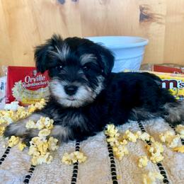 Miniature Schnauzer Puppies from Schnauzers on Robinson Lane