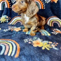 Dachshund Puppies from 2 Knights Doxies