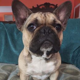 French Bulldogs from S. Miller