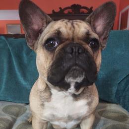 French Bulldogs from S. Miller