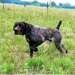 Garth - German Shorthaired Pointer