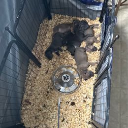 Boy 3 - Gray Cane Corso puppy in Waldorf, Maryland from Myles High Dog Club