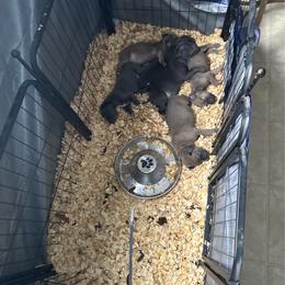 Boy 3 - Gray Cane Corso puppy in Waldorf, Maryland from Myles High Dog Club