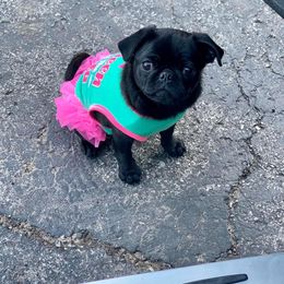 Wednesday - Pug