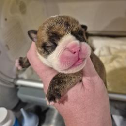 Brindle female 3 - Red brindle female Bulldog puppy in Walhalla, South Carolina from Lowery's English Bulldogs