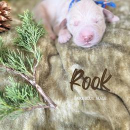 Rook - Light golden male Golden Retriever puppy in Murfreesboro, Tennessee from Mountain Tails