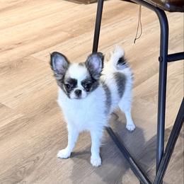 Stella - Sable spotted white female Chihuahua puppy in Morrisville, North Carolina from Mozzafiato Chihuahuas
