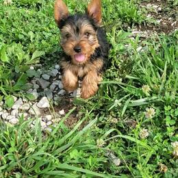 Yorkshire Terrier Puppies from Willow's Standards
