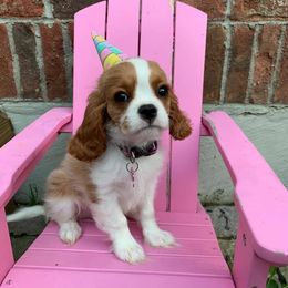 Cavalier King Charles Spaniel Puppies from Chestnut Ridge Cavaliers