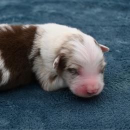 Tarquin - Red merle male Miniature American Shepherd puppy in Damascus, Oregon from Rebel Soul Minis