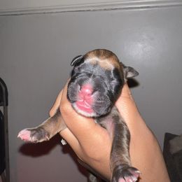 Hershey - Fawn male Boxer puppy in Louisville, Kentucky from Nelson’s Fancy Frenchies and Bulldogs