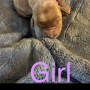 Girl 1 - Double Doodle puppy in Rancho Cordova, California from Funny Farm Doodles