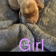 Girl 1 - Double Doodle puppy in Rancho Cordova, California from Funny Farm Doodles