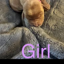 Girl 1 - Double Doodle puppy in Rancho Cordova, California from Funny Farm Doodles