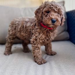 Cavapoo and Goldendoodle Puppies from Fitzdoodles