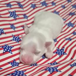 Nano - White male Maltese puppy in Austin, Texas from Austin Maltese Babies
