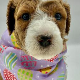 Rosie - Red  female Goldendoodle puppy in Travelers Rest, South Carolina from Bailey Mountain Doodles
