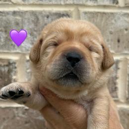 Purple collar - Yellow female Labrador Retriever puppy in Clinton, Tennessee from Summer Rose