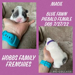 French Bulldog Puppies from Hobbs Family Frenchies