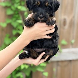 Archer - Phantom male Bernedoodle puppy in Charleston, South Carolina from Palm Belle Doodles