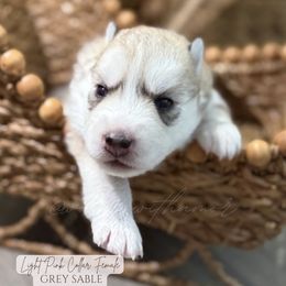 Winter - Gray and white female Siberian Husky puppy in Manteca, California from Wolves with Amor