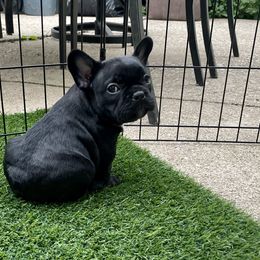 French Bulldog Puppies from Timeless French Bulldogs