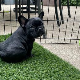 French Bulldog Puppies from Timeless French Bulldogs