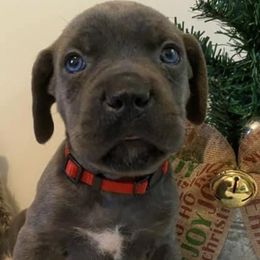 Cane Corso from Twisted Cane Corsos