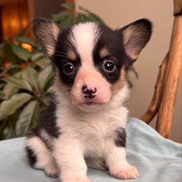 Juliet - Black and tan female Pembroke Welsh Corgi puppy in Lake City, Minnesota from Lake Pepin Corgi's