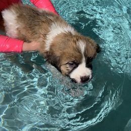 Maverick blue collar - Mahogany and white male Saint Bernard puppy in Auburn, Washington from Sara’s Saint Bernards