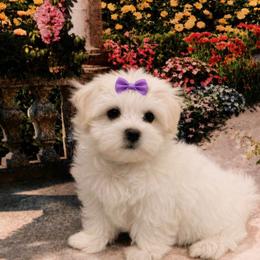Willow - White female Maltese puppy in North Myrtle Beach, South Carolina from Perfect Puppies