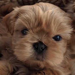 Shih Tzus from Dorothy's Shih Tzus