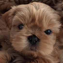 Shih Tzus from Dorothy's Shih Tzus