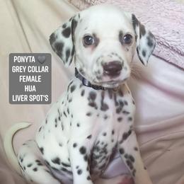 Ponyta (Grey collar) HUA - White and liver brown female Dalmatian puppy in Raymondville, Missouri from Wagner's Dalmatian's
