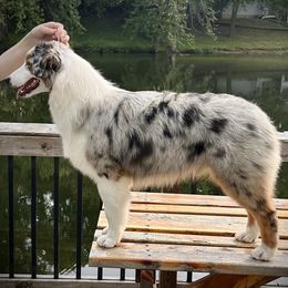 Australian Shepherd Puppies from Lk Michigan BIS Champion Aussies