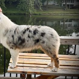 Australian Shepherd Puppies from Lk Michigan BIS Champion Aussies