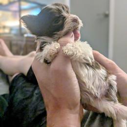 Sadee Love - Parti female Yorkshire Terrier puppy in Odenville, Alabama from Yorkie Prints