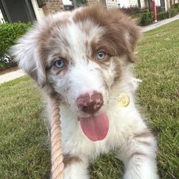 Australian Shepherd All Grown Up from Flowertown Aussies