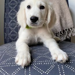 Golden Retriever Puppies from TriStar Goldens