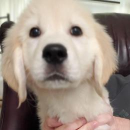 Green Collar - Golden male Golden Retriever puppy in Sandy, Utah from Golden Meadows of Utah