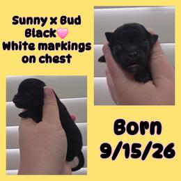 Girl 1 - Black and tan female Pomeranian puppy in Washington, North Carolina from Grace's Poms🐾💕