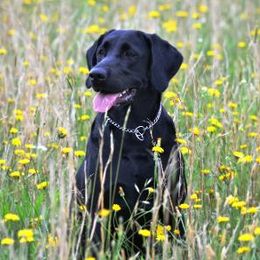 Missy - Labrador Retriever