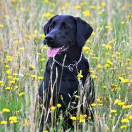 Missy - Labrador Retriever