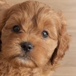 Cavalier King Charles Spaniels and Cavapoos from Happy Tails
