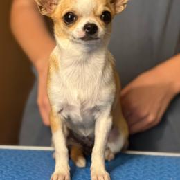 Black Gold Jet to Sunset - Red and white female Chihuahua puppy in Leesville, Louisiana from BlackGoldToyPoodles