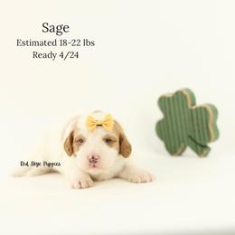 Sage (Yellow Collar Girl) - Blenheim female Cavapoo puppy in Republic, Missouri from Red Skye Puppies