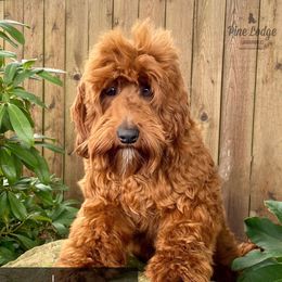Huxley - Australian Labradoodle