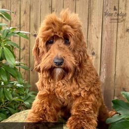 Huxley - Australian Labradoodle