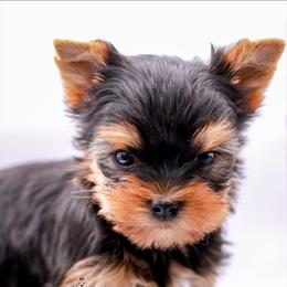 Yorkshire Terrier Puppies from Essence of Grace Yorkies
